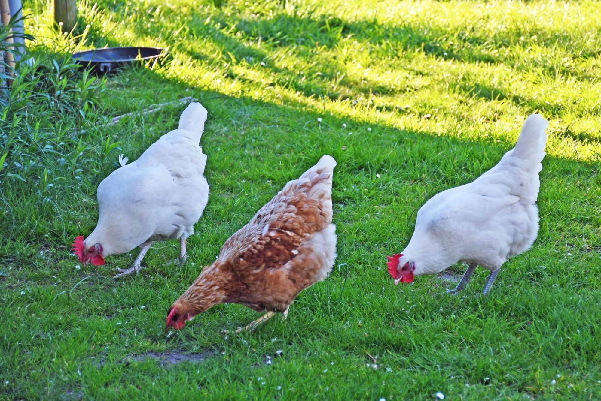 Ferienwohnungen In Baabe Beim Fischer Zewnętrze zdjęcie